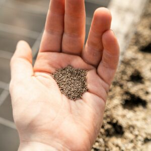 Hydroponics Seeds